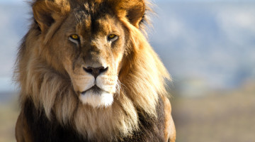 The 21 Steps to Becoming an Alpha Male