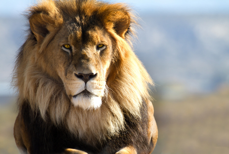 21 Step Guide to Becoming the Alpha Male You've Always Wanted to